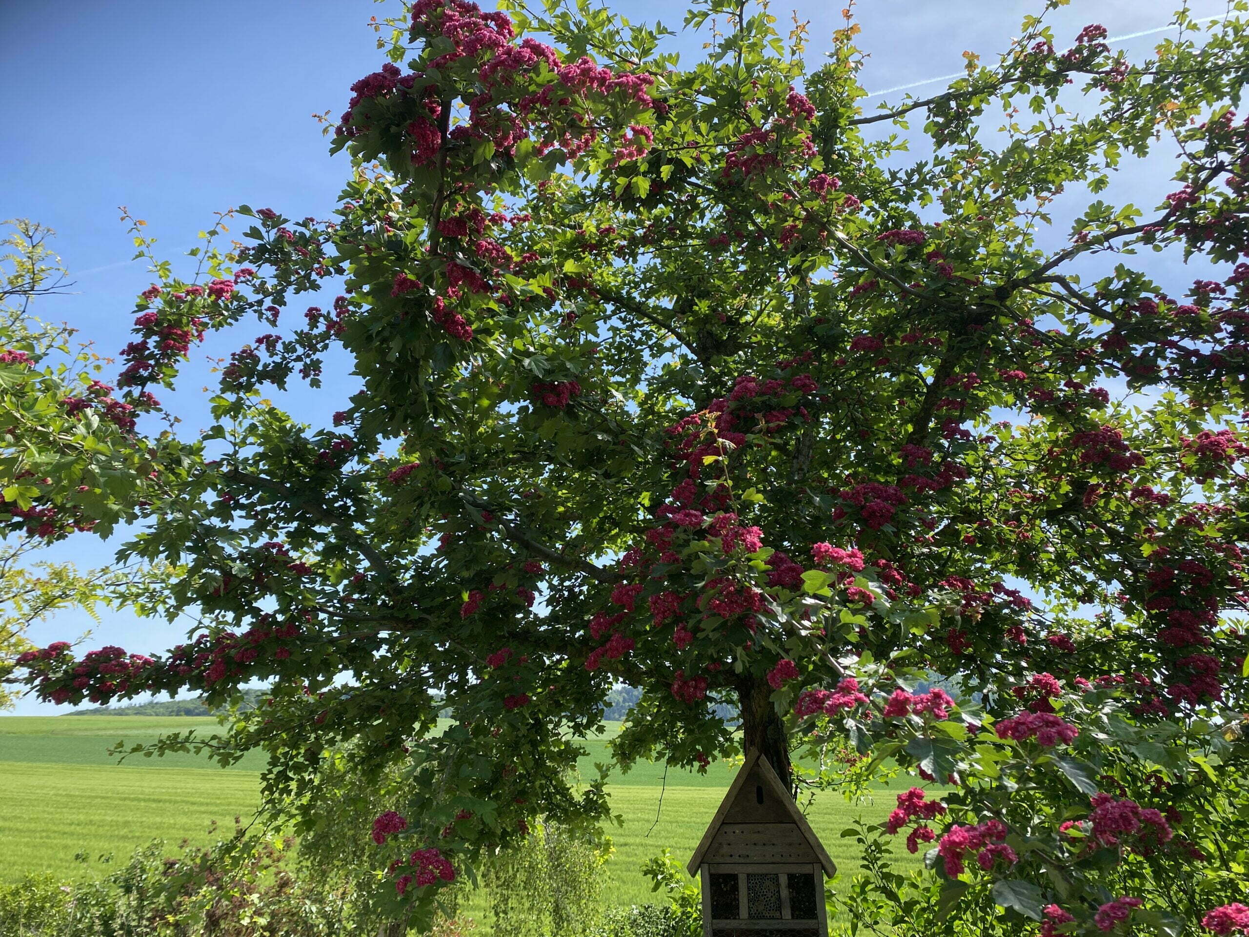 der vogelfreundliche Garten