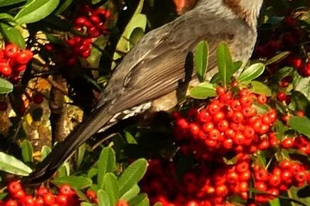 Vogel mit Vogelbeeren