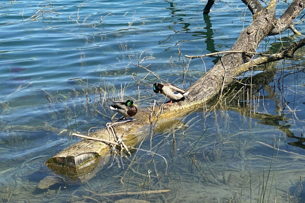 ruhe und Gelassenheit