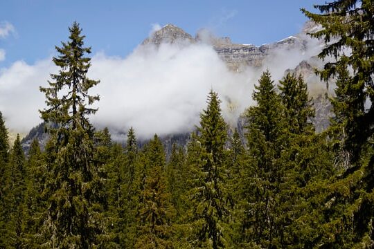 Fichtenwald Schweiz SRF