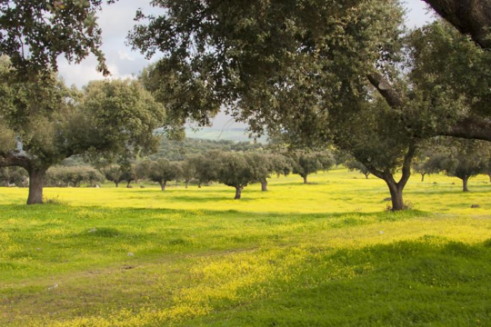 Korkeichen schönes Titelbild