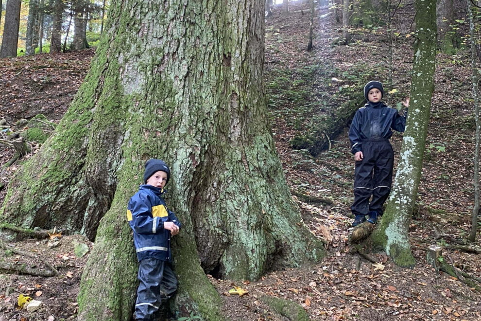 älteste Weisstanne der Ostschweiz