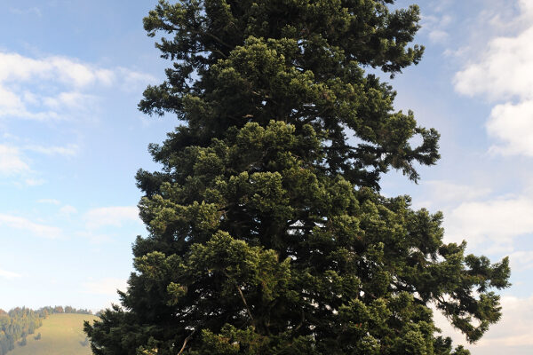 mächtige Weisstanne Waldbaden