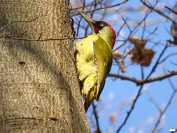 Grünspecht am Baum Grünspecht am Baum