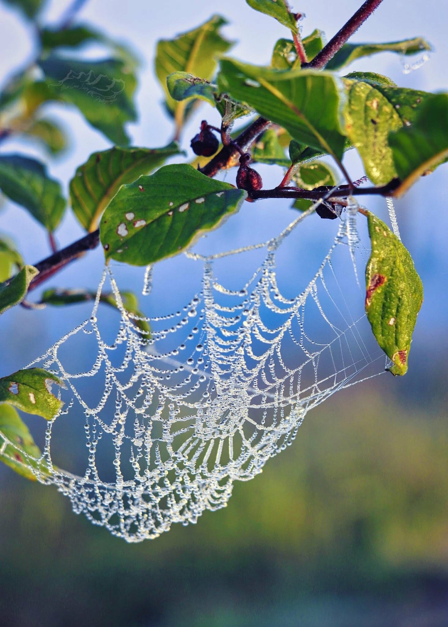 Spinnennetz zu Imbolc