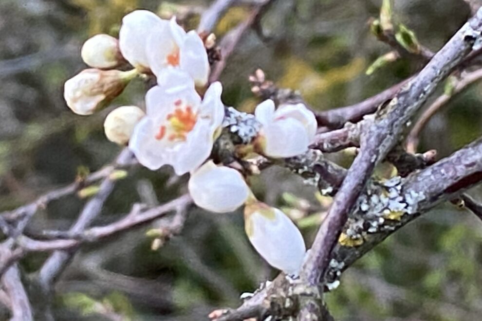 wunderschöne Blüte der Schlehe
