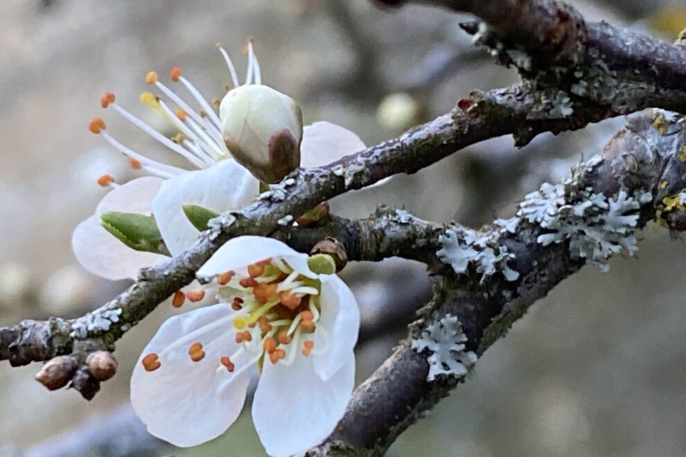 Blüten der Schlehe auch Weissdorn genannt