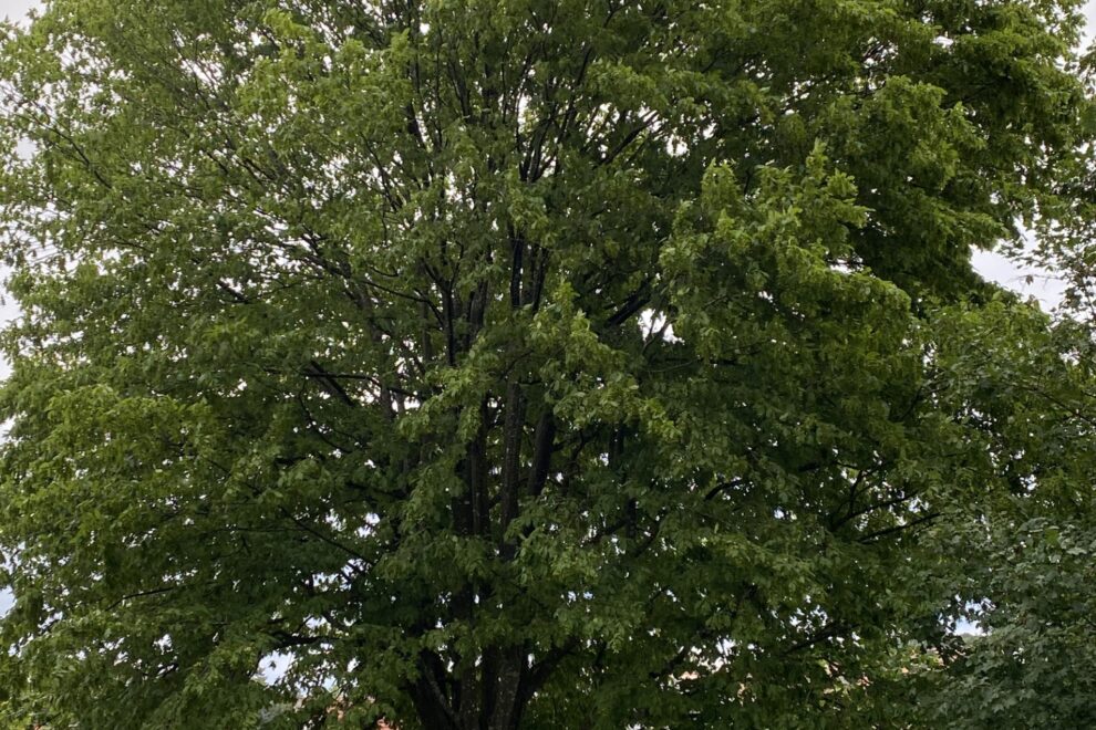 Hainbuche in Erlensbach