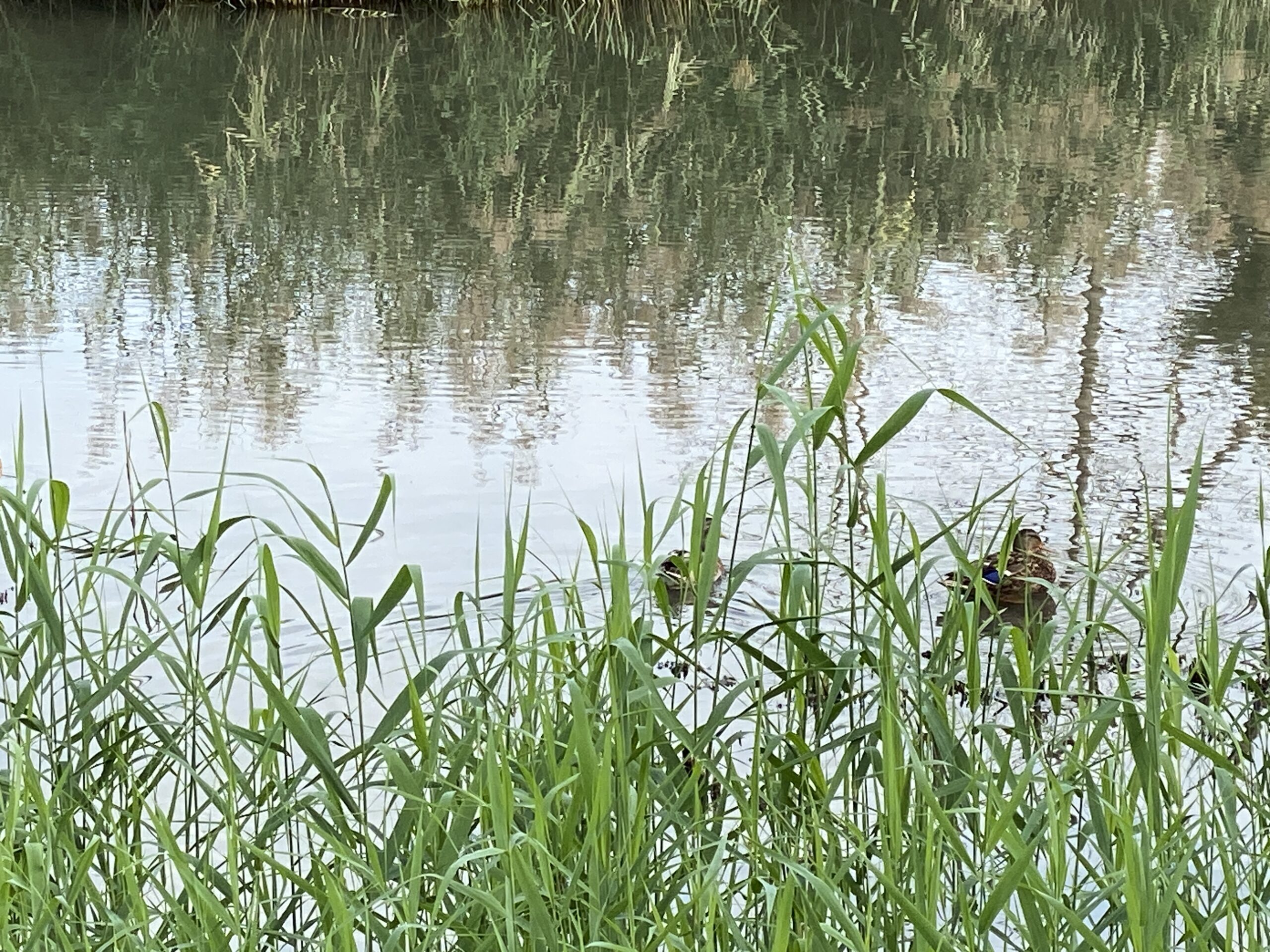Enten am klingnauer Stausee Enten am klingnauer Stausee