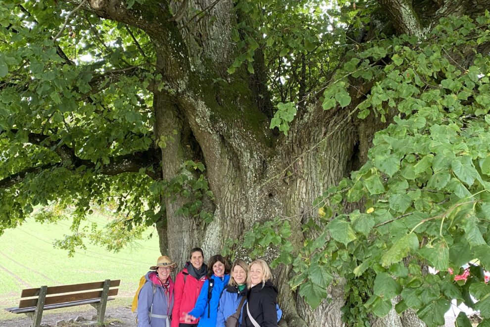 Wanderung Baumhoroskop Wellness Tag