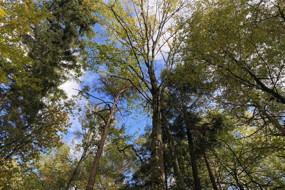 Waldbaden beim Blätterdach des Laubbaumes
