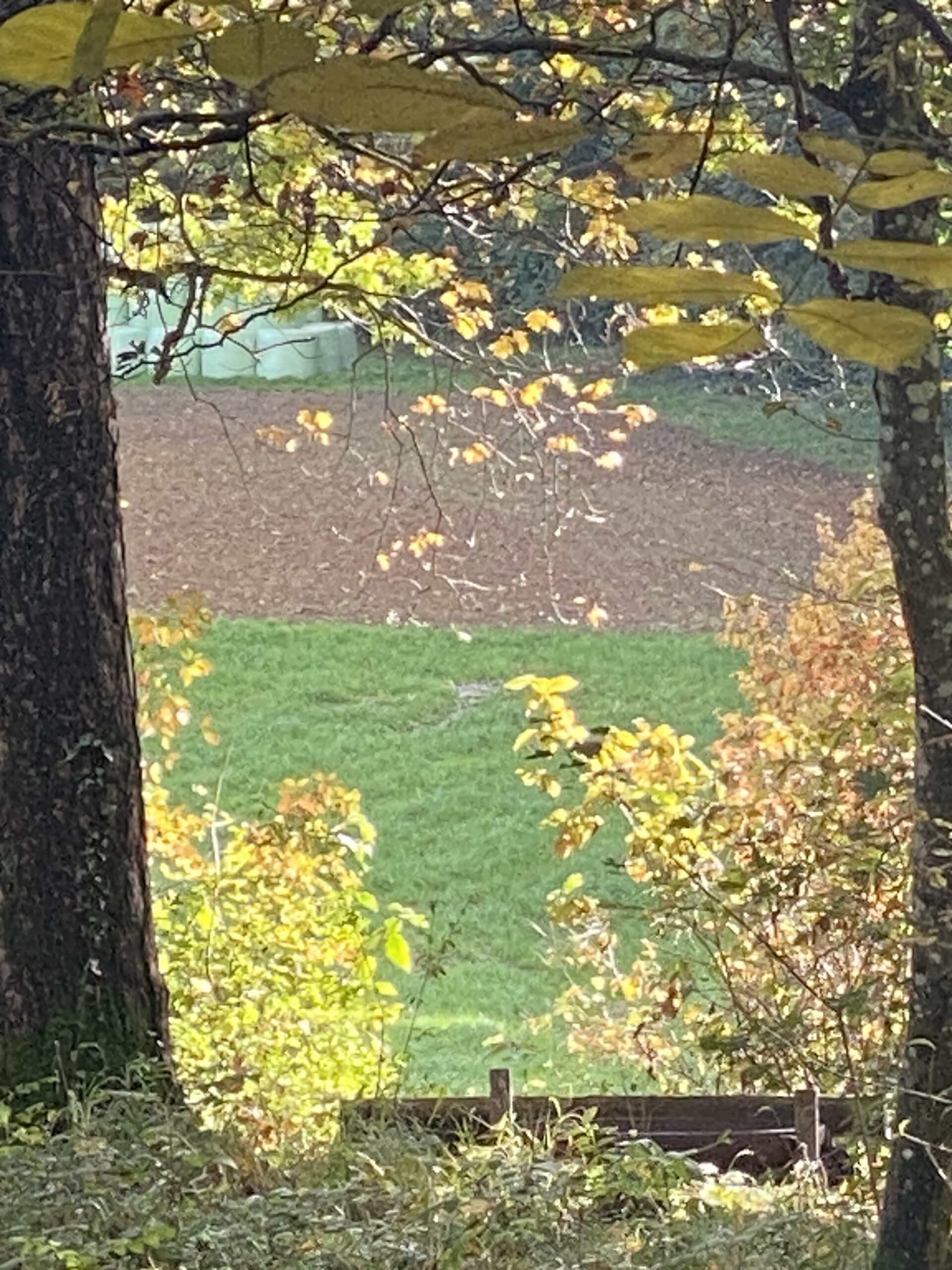 Waldbaden beim Blätterdach des Laubbaumes