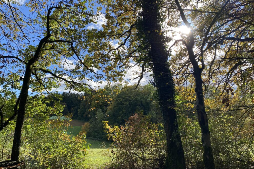 Waldbaden beim Blätterdach des Laubbaumes