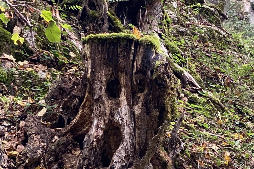 Waldbaden ruhe und Gelassenheit