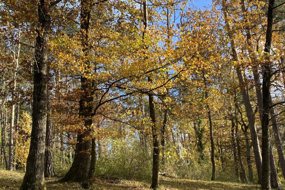 wunderschöne Herbstverfärbungen