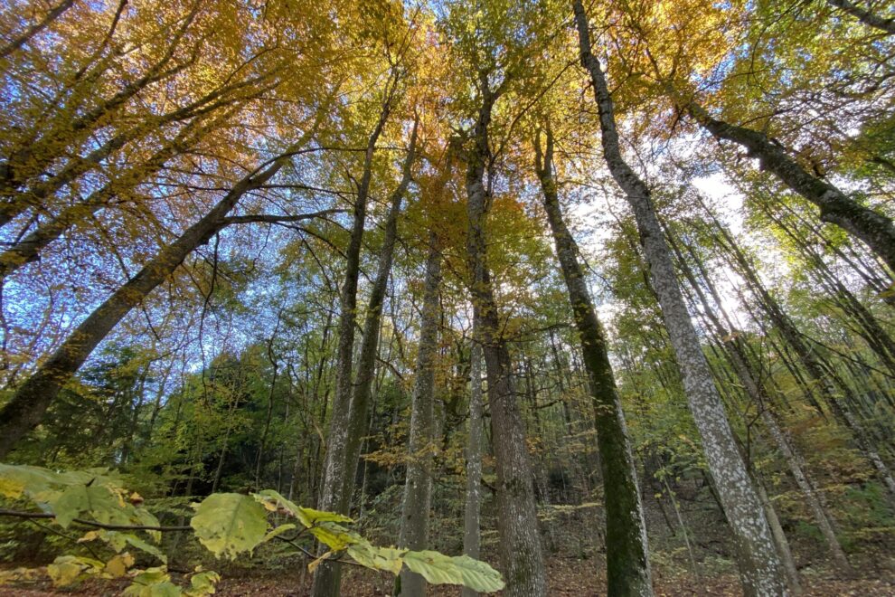 wunderschöne Herbstverfärbungen