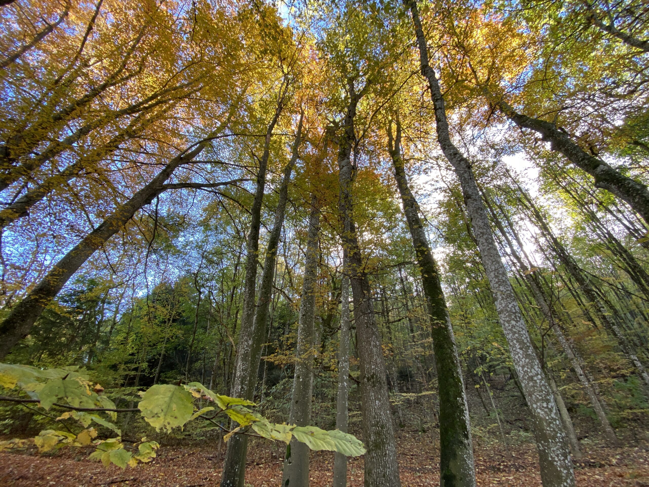 wunderschöne Herbstverfärbungen wunderschöne Herbstverfärbungen