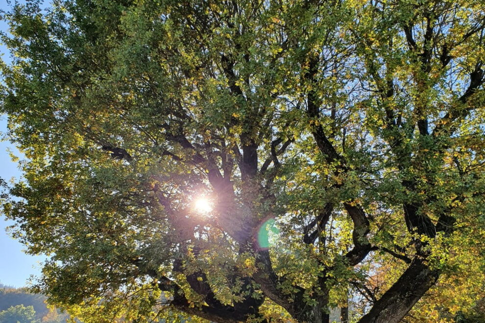 Die kraftvolle alte Eiche