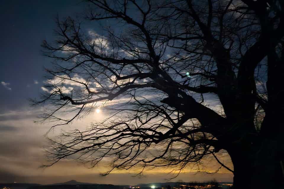 Landschaft Bäume bei Vollmond