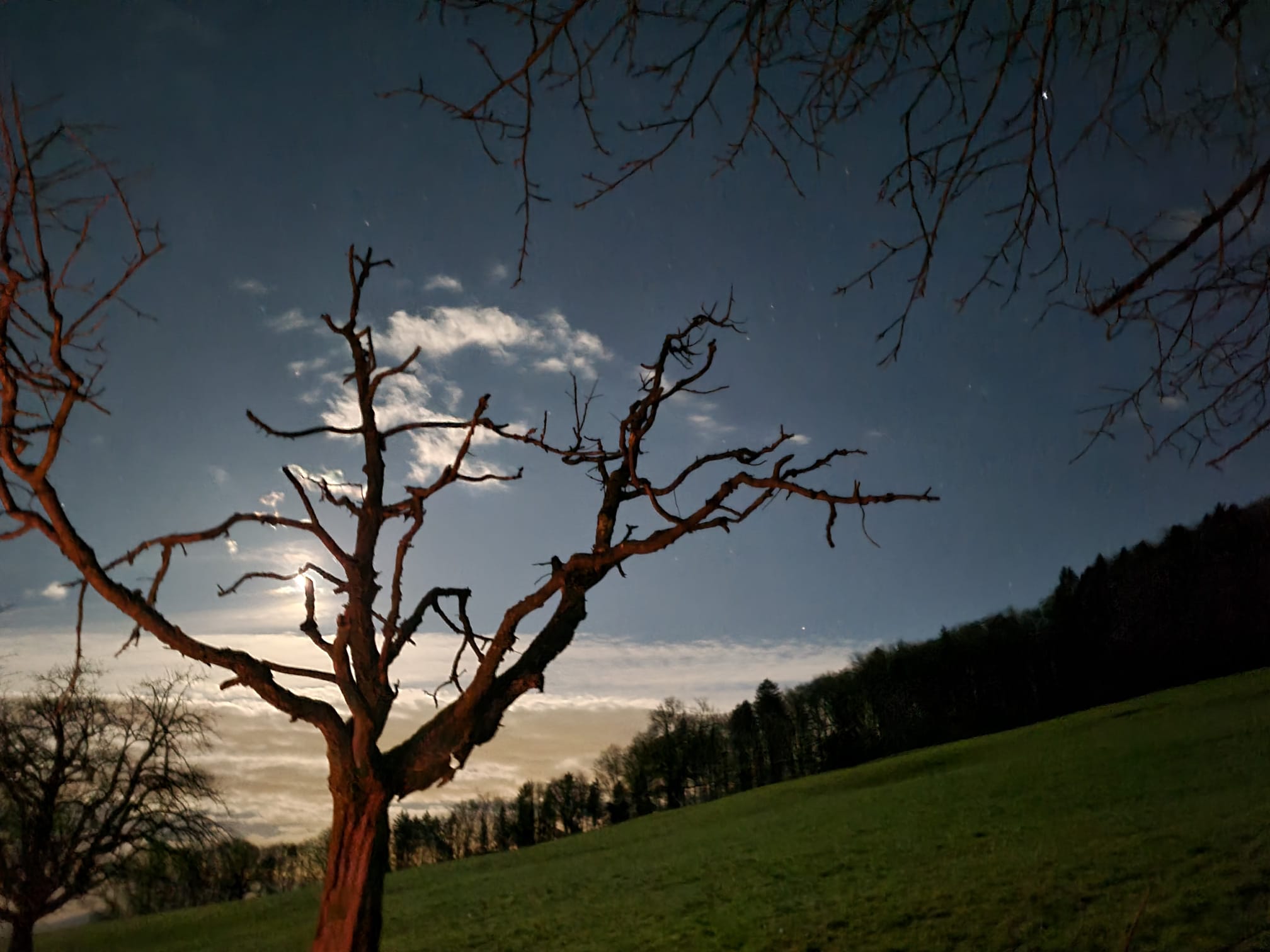 Landschaft Bäume bei Vollmond Landschaft Bäume bei Vollmond