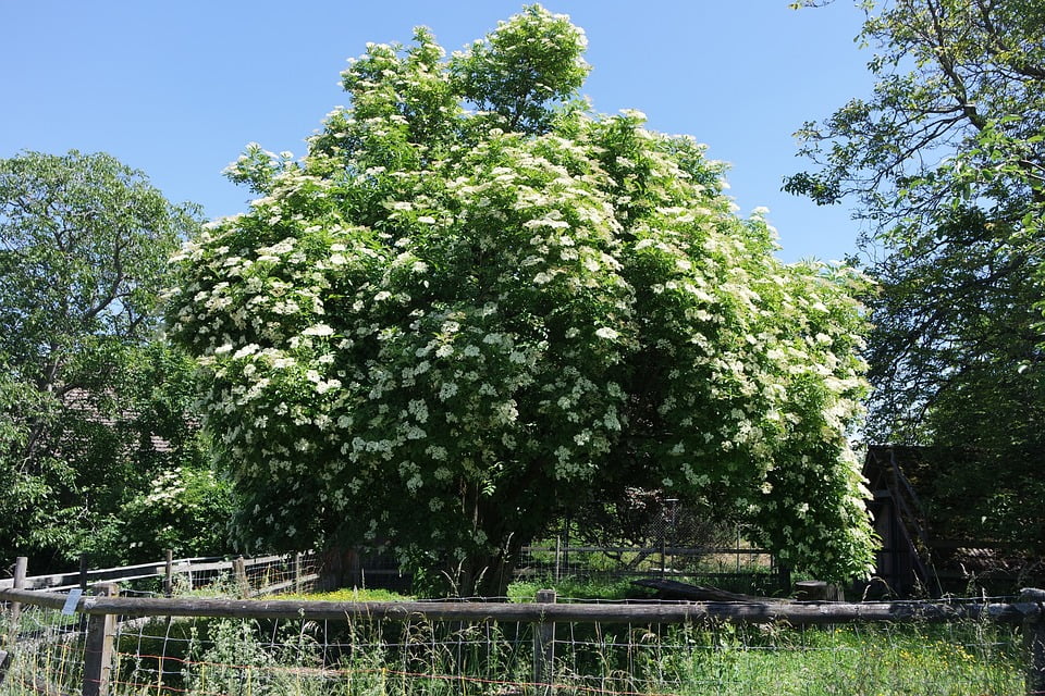 blühender Holunderbaum