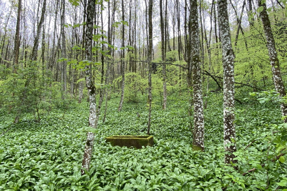 Waldbaden mit Soulness