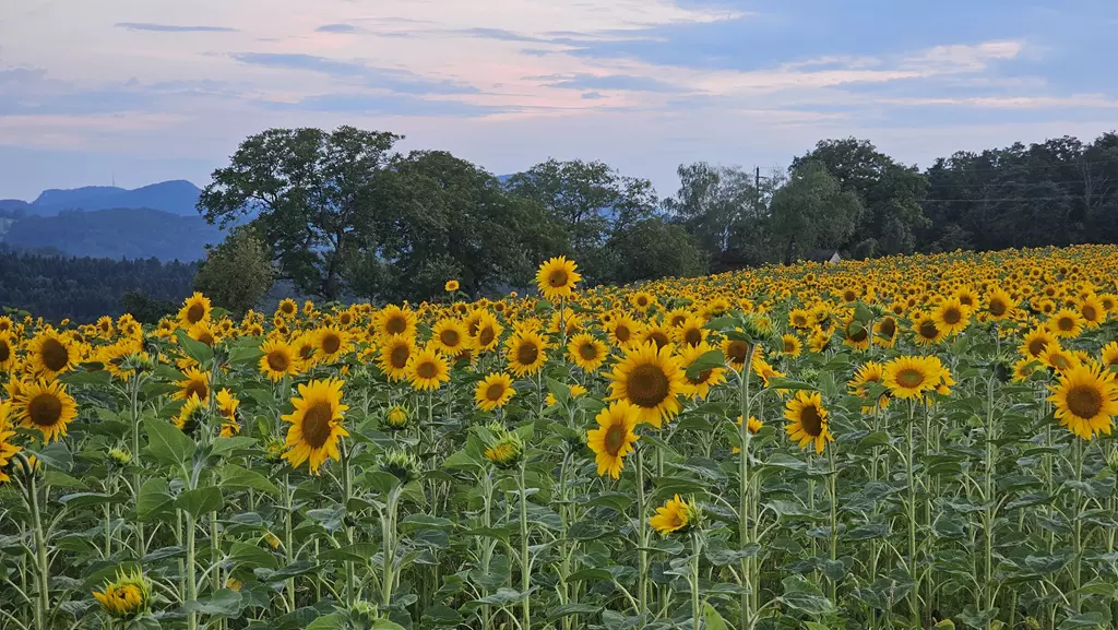 Sonnenblumenfeld bei Sonnuntergang Sonnenblumenfeld bei Sonnuntergang