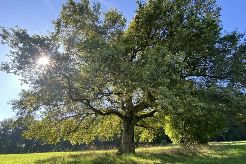 eiche am linner Berg mit Sonnenstrahlen