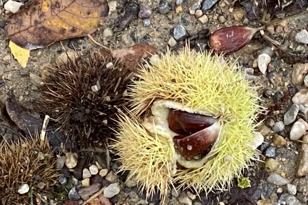 Edelkastanie am Boden