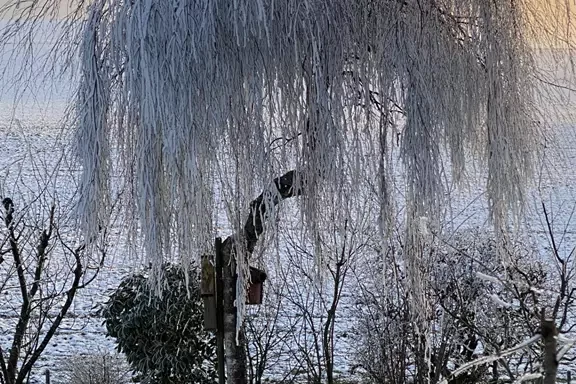 Birke im Winterkleid