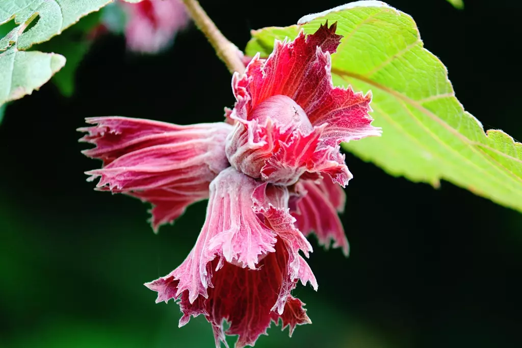magische Haselnussblüte magische Haselnussblüte