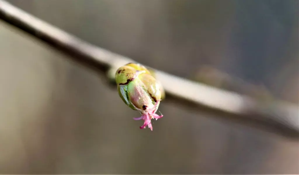 magische Haselnussblüte magische Haselnussblüte