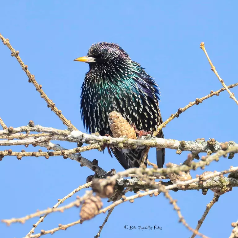 Star Star bedrohte Vogelart in der Schweiz