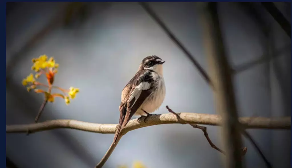 Trauerschnäpper Trauerschnäpper bedrohte Vogelart in der Schweiz