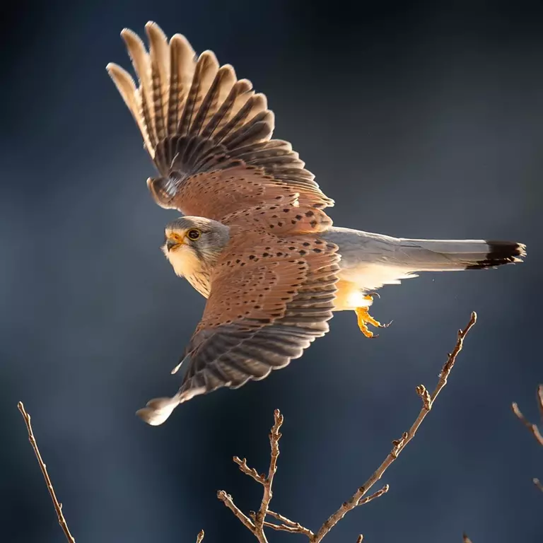 Turmfalke Trauerschnäpper bedrohte Vogelart in der Schweiz