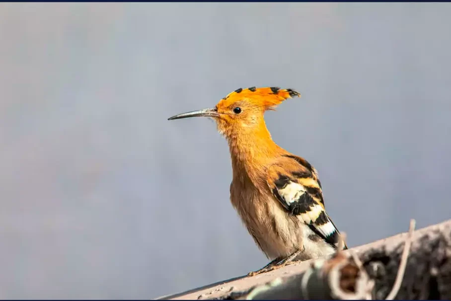 Wiedenhopf bedrohte Vogelart in der Schweiz