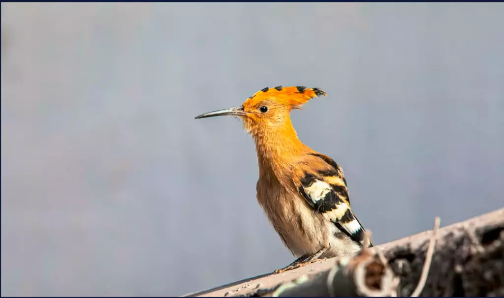 Wiedenhopf Wiedenhopf bedrohte Vogelart in der Schweiz