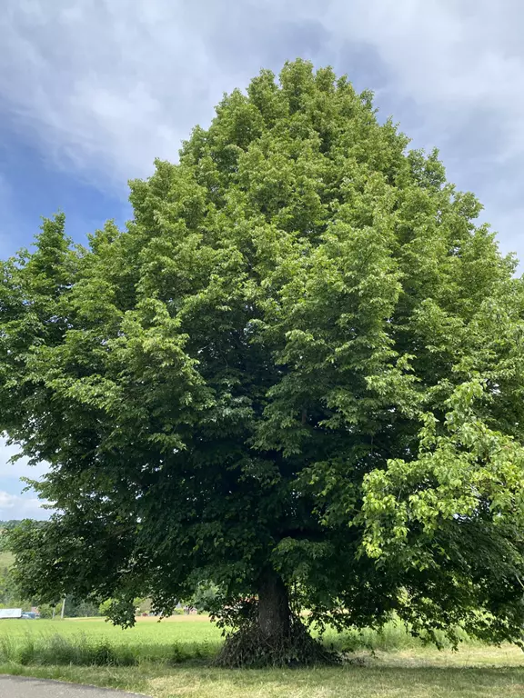 Gallenkricher linde (Copy) gallenkircher Linde