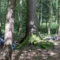 Waldbaden Achtsam entspannen Waldbaden Achtsam entspannen