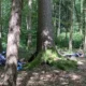 Waldbaden Achtsam entspannen