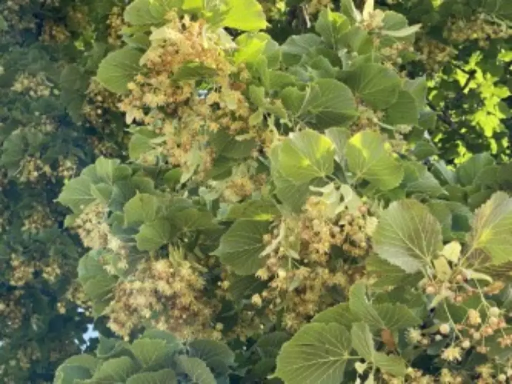 Blühende Lindenblüten Blühende Lindenblüten