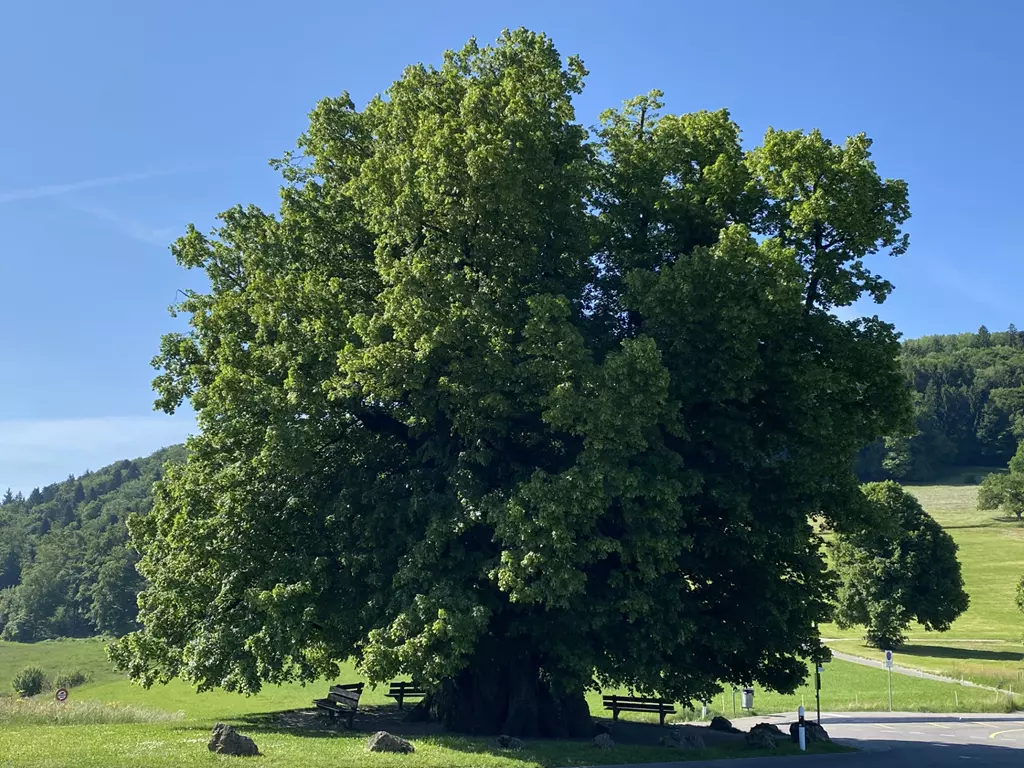 linner linde (Copy) linner LInde