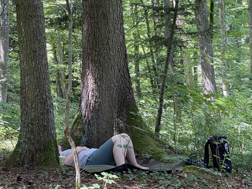 Entspannen und meditieren beim Waldbaden Entspannen und meditieren beim Waldbaden