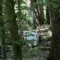 Dachs beim Waldbaden Dachs beim Waldbaden