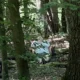 Dachs beim Waldbaden