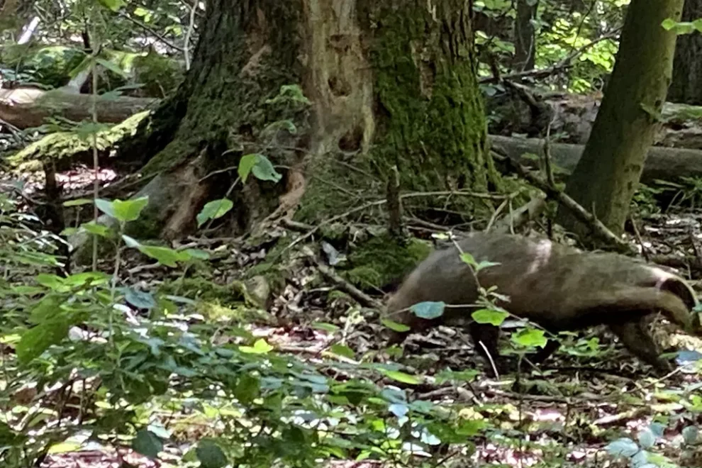 Dachs beim Waldbaden