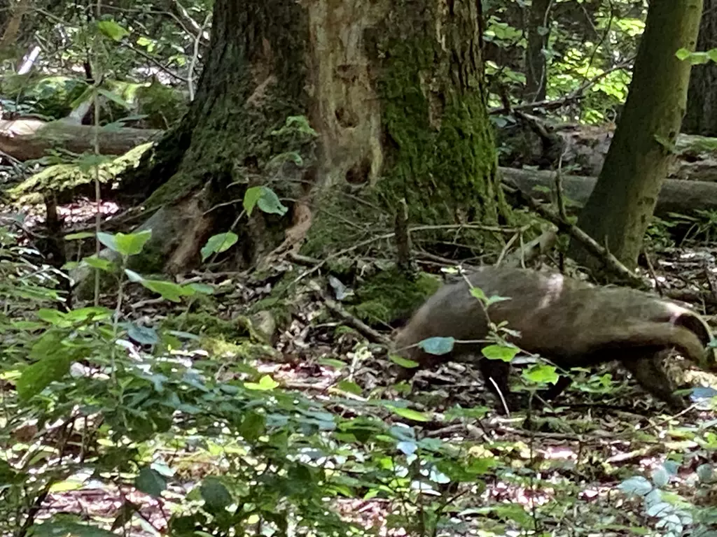 Dachs beim Waldbaden Dachs beim Waldbaden