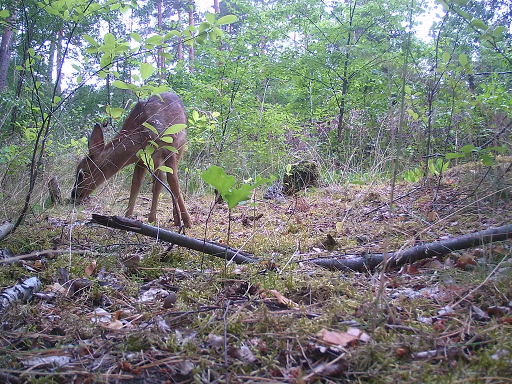 junges Reh mitten im Wald junges Reh mitten im Wald