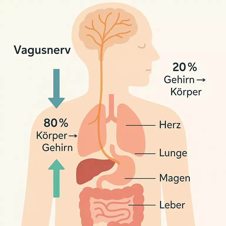 kommunikation Vagusnerv Körper kommunikation Vagusnerv Körper
