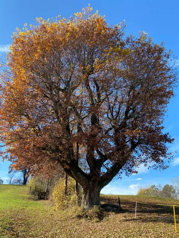 kraftvolle linner Eiche